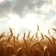 Golden wheat field under cloudy sky representing the wheat market decline