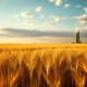 Golden wheat field under cloudy sky with grain elevator in distance, representing agricultural commodity markets.