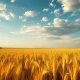Golden wheat field ready for harvest under cloudy sky in Oklahoma plains