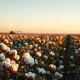 Rows of cotton plants in a field at sunset, representing the cotton commodity market.