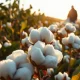 Mature cotton bolls in a field under late afternoon sunlight, representing the cotton market's weekly condition report.