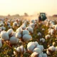 Close-up of mature cotton bolls in a field at sunset, with a tractor in the background.