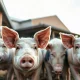 Hogs in a commercial farm pen with natural lighting, representing the lean hog futures market.