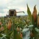 Soybean field ready for harvest under overcast sky with combine harvester in background