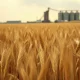 Golden wheat field in the foreground with a grain elevator in the distance under an overcast sky