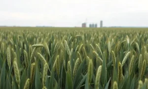 Rows of young green wheat in a Midwest field with grain silos on the horizon